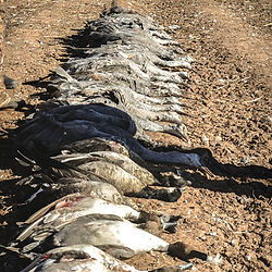 Wack'm & Stack'm hunt photo