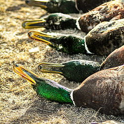 Duck hunt photo