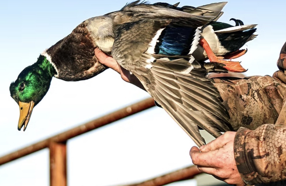 Duck hunt with Wack'm & Stack'm Outfitters